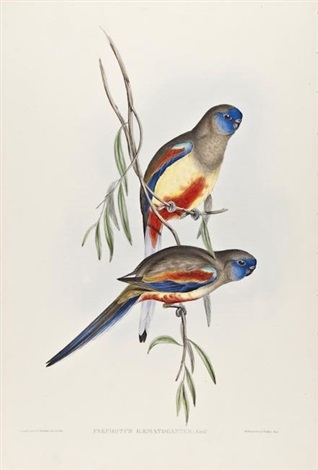 A crimson-bellied parrakeet from Goulds birds of Australia by Henry ...