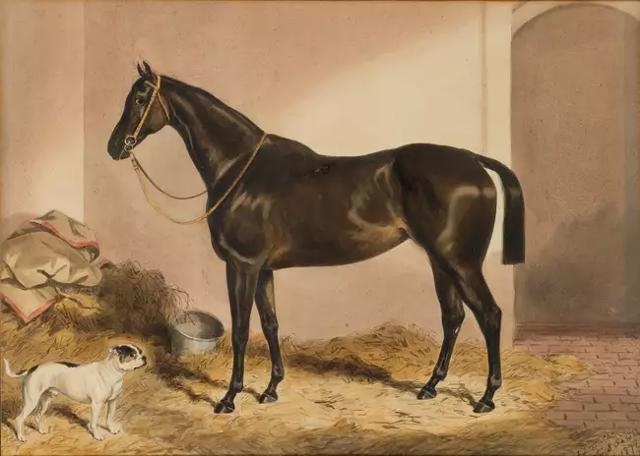 Two portraits of horses in India A Horse and a pug in a stable, Ooty ...