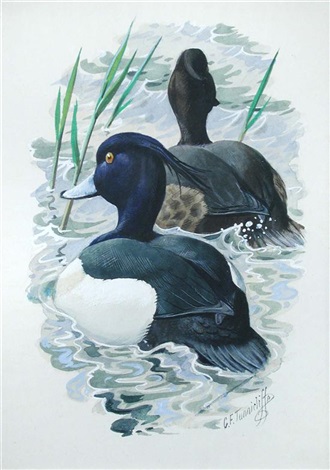 Tufted Ducks by Charles Frederick Tunnicliffe on artnet