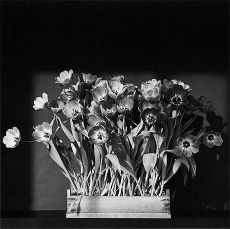 Tulips by Robert Mapplethorpe on artnet