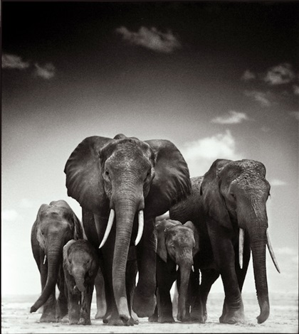 Portrait of Elephant Family, Amboseli by Nick Brandt on artnet