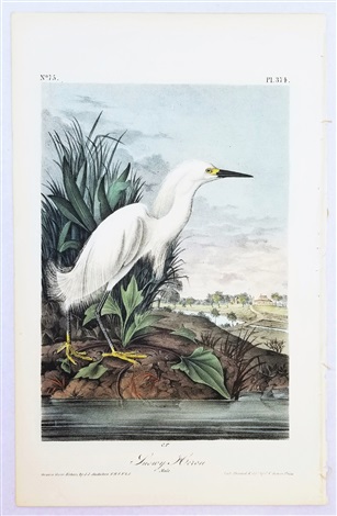 Snowy Heron by John James Audubon on artnet