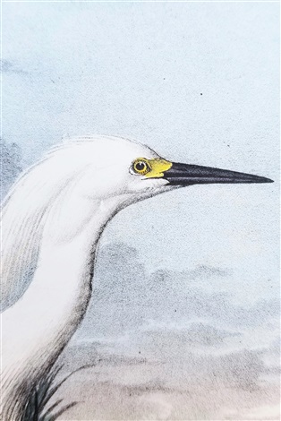 Snowy Heron by John James Audubon on artnet